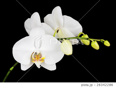 Three day old white orchid on black background. 26342286