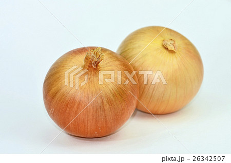 タマネギ（玉葱） 26342507