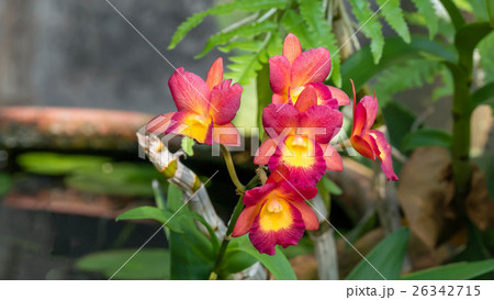 pink and yellow orchids flower pink and yellow orchids flower 26342715