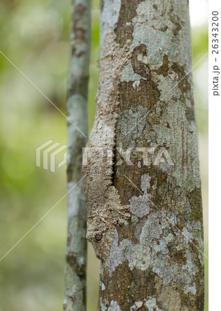 Perfectly masked mossy leaf-tailed gecko 26343200
