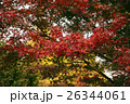 浅草寺　紅葉　 26344061