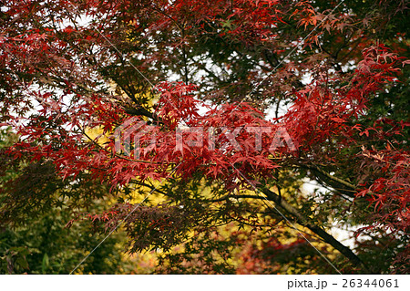浅草寺 紅葉 浅草寺 紅葉 26344061