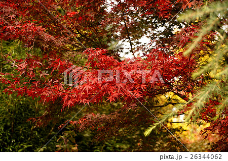 浅草寺 紅葉 浅草寺 紅葉 26344062