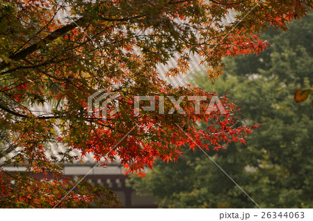 浅草寺　紅葉　 26344063