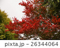 浅草寺　紅葉　 26344064