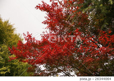 浅草寺　紅葉　 26344064