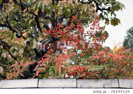 浅草　ナンテン　実 26344120