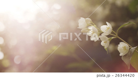 jasmine white flowers in sunset light 26344420