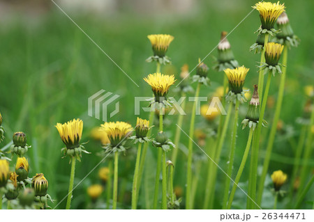 dandelions in morning not completely opened 26344471