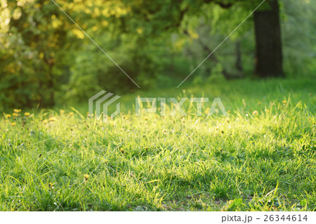 dandelions on the meadow in sunset light dandelions on the meadow in sunset light 26344614