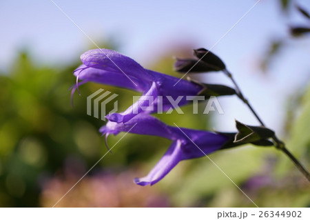 サルビア サルビア 26344902