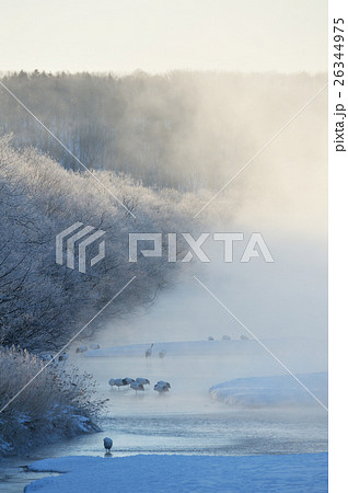 タンチョウのねぐらの夜明け 26344975