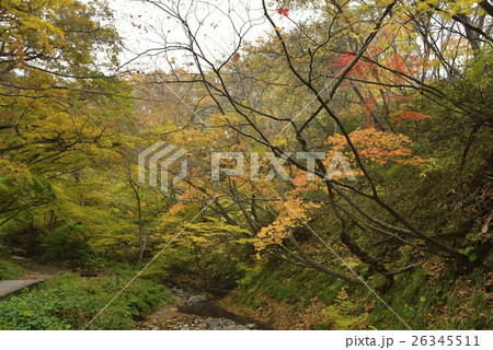 地獄谷遊歩道の紅葉・鬼首(宮城県) 地獄谷遊歩道の紅葉・鬼首(宮城県) 26345511