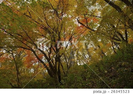 地獄谷遊歩道の紅葉・鬼首（宮城県） 26345523