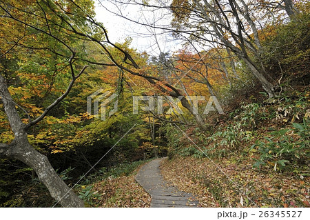 地獄谷遊歩道の紅葉・鬼首(宮城県) 地獄谷遊歩道の紅葉・鬼首(宮城県) 26345527