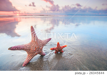 Two starfish on beach Two starfish on beach 26345644