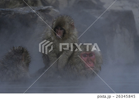 地獄谷温泉に入るニホンザルの親子 26345845