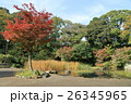 野毛山公園の池 26345965