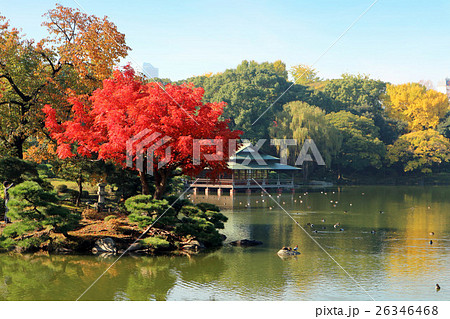 清澄庭園の秋。ハゼの木の紅葉と涼亭（11月）東京都江東区 26346468