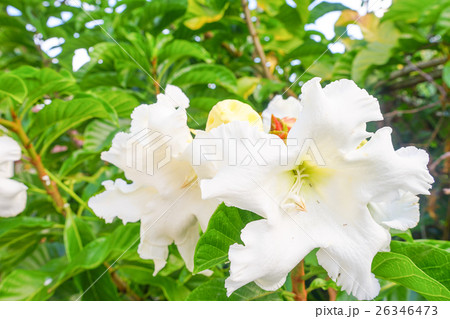 White flower Easter Lily Vine White flower Easter Lily Vine 26346473
