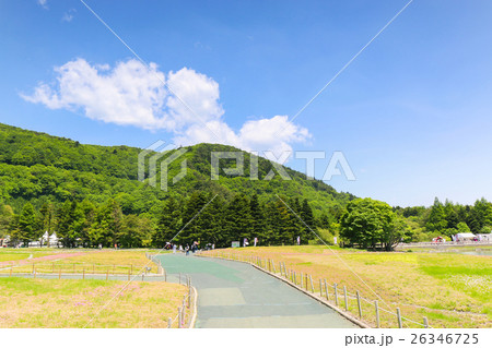 Shibazakura Festival with the field of pink moss Shibazakura Festival with the field of pink moss 26346725
