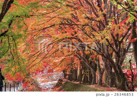 紅葉　もみじ回廊　河口湖 26346853