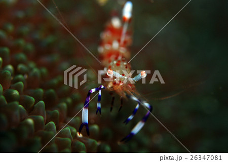 カクレエビ 26347081