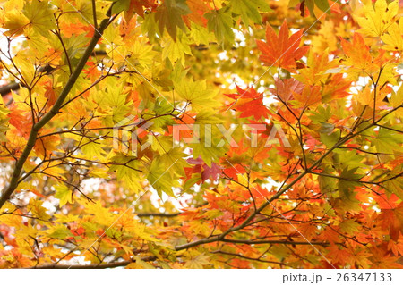 コハウチワカエデの紅葉 26347133