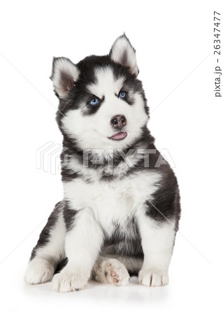Siberian Husky puppy dog Siberian Husky puppy dog 26347477