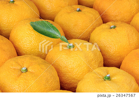 柚子 26347567