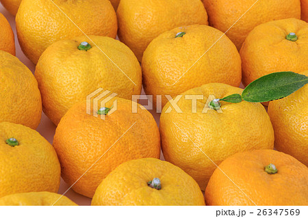 柚子 柚子 26347569