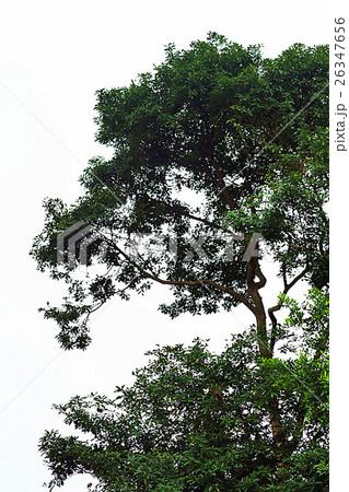 植物 工場 プランツ 26347656