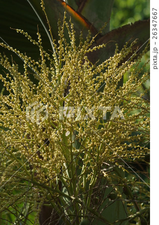 植物 工場 プランツ 26347667