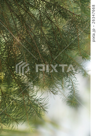 植物 工場 プランツ 26347668