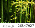 竹林 26347927