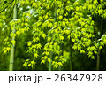 竹林 26347928