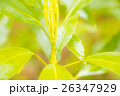 新芽 26347929
