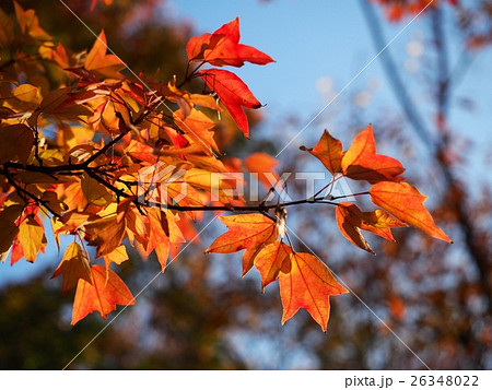 ハナノキの紅葉 26348022