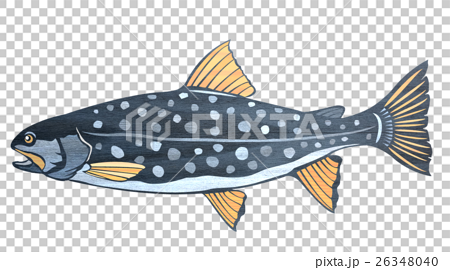 魚 マス イラストのイラスト素材 26348040 Pixta