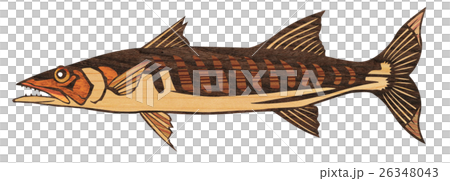 Fish camas illustration Fish camas illustration 26348043
