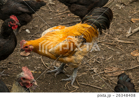 台湾 新年 新春 26348408