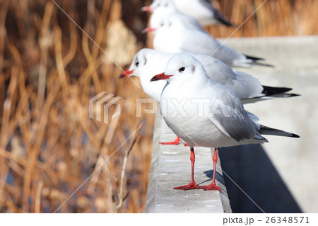 ゆりかもめ 26348571