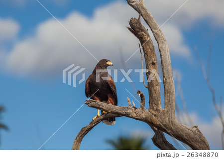 Harris Hawk Harris Hawk 26348870