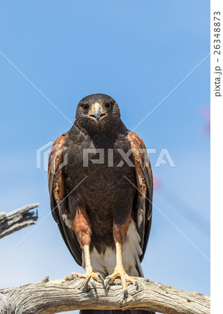 Harris Hawk Harris Hawk 26348873