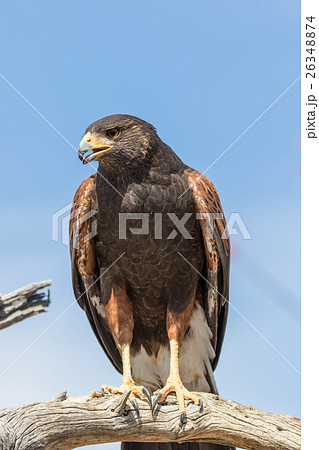 Harris Hawk Harris Hawk 26348874