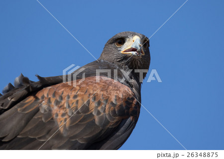 Harris Hawk 26348875