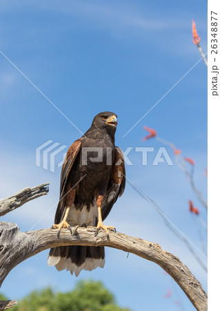 Harris Hawk Harris Hawk 26348877
