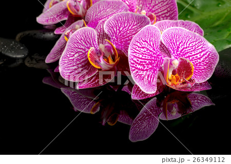 spa still life of zen stones, blooming twig spa still life of zen stones, blooming twig 26349112
