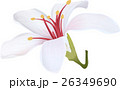 客家 ハッカ アブラギリ 26349690