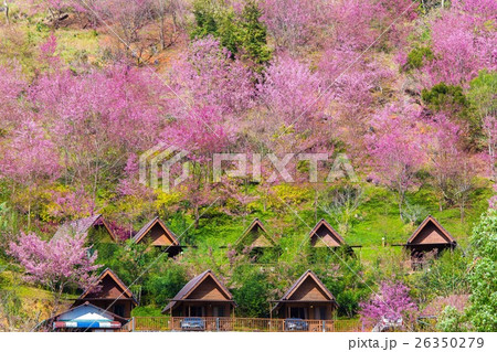 Cherry Blossom and sakura at Doi Ang Khang in Chia Cherry Blossom and sakura at Doi Ang Khang in Chia 26350279